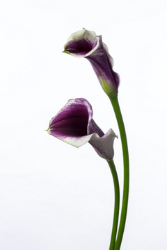 ピカソ ハナスタが提供する切花の画像検索サイト