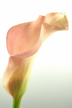 モーツァルト ハナスタが提供する切花の画像検索サイト