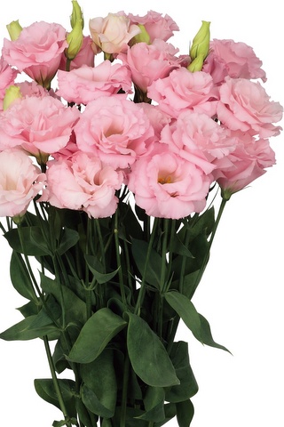 クラリス２型ライトピンク ハナスタが提供する切花の画像検索サイト