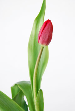 チューリップ 赤 ハナスタが提供する切花の画像検索サイト