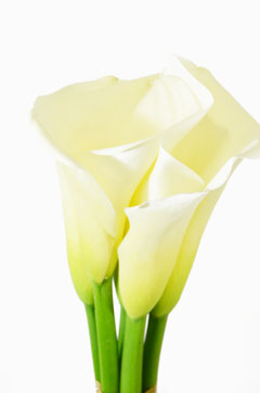 ウェディングマーチ エレガンス ハナスタが提供する切花の画像検索サイト