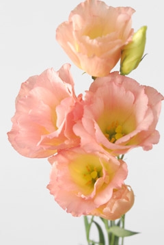 アカリ ハナスタが提供する切花の画像検索サイト