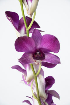 アンナ カオヤイ ハナスタが提供する切花の画像検索サイト