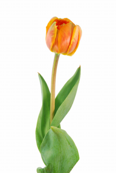 オレンジプリンセス ハナスタが提供する切花の画像検索サイト