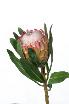 スサーラ（スザーラ）｜ハナスタが提供する切花の画像検索サイト