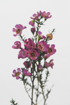 アディ ハナスタが提供する切花の画像検索サイト