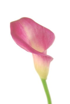 ダイヤモンドピンク ハナスタが提供する切花の画像検索サイト