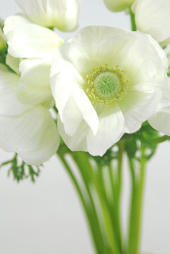 デカンホワイト ハナスタが提供する切花の画像検索サイト