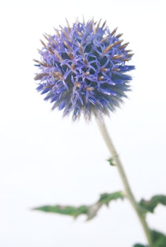 ベッチーズブルー｜ハナスタが提供する切花の画像検索サイト