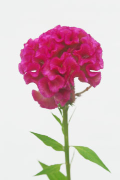 久留米ケイトウ ローズ ハナスタが提供する切花の画像検索サイト