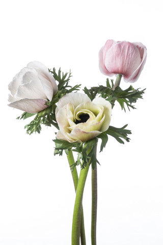 ミストラルプラスホワイトブラックセンター 芯黒 白 ピンク ハナスタが提供する切花の画像検索サイト