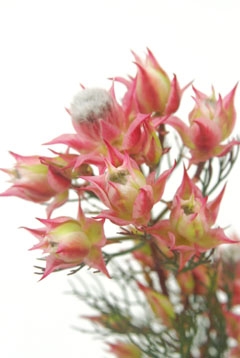ブラッシングブライドピンク｜ハナスタが提供する切花の画像検索サイト
