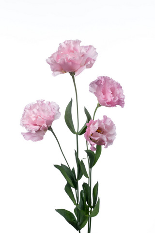 レイナピンク ハナスタが提供する切花の画像検索サイト