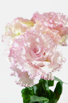 ｎｆホノピンク ハナスタが提供する切花の画像検索サイト