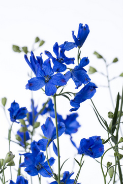 スーパーグランブルーｓｐ ハナスタが提供する切花の画像検索サイト