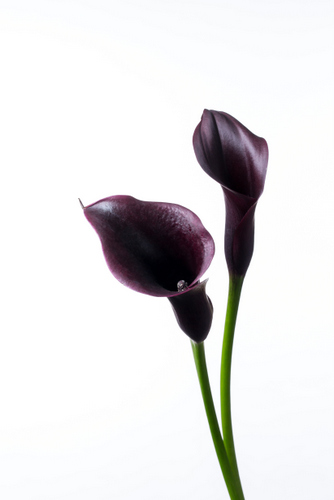 オデッサ ハナスタが提供する切花の画像検索サイト