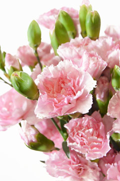 キャッスルピンク ハナスタが提供する切花の画像検索サイト