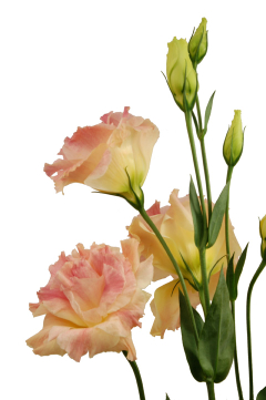 ボヤージュアプリコット２ ハナスタが提供する切花の画像検索サイト