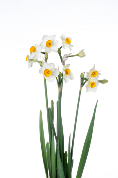 日本水仙 ３枚葉 ハナスタが提供する切花の画像検索サイト