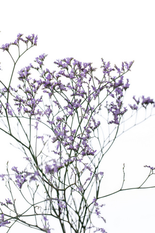 ブルーウェーブ｜ハナスタが提供する切花の画像検索サイト