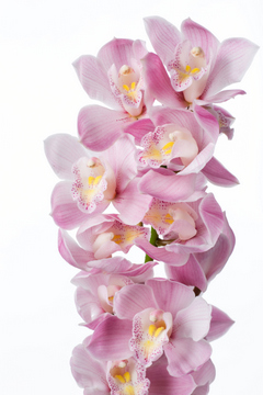シンビジウム ピンク ハナスタが提供する切花の画像検索サイト