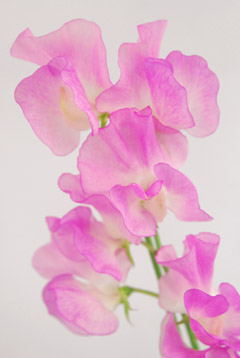 ローズピンク ハナスタが提供する切花の画像検索サイト