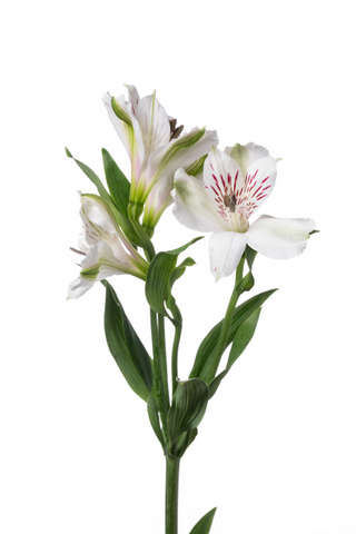 バージニア ハナスタが提供する切花の画像検索サイト