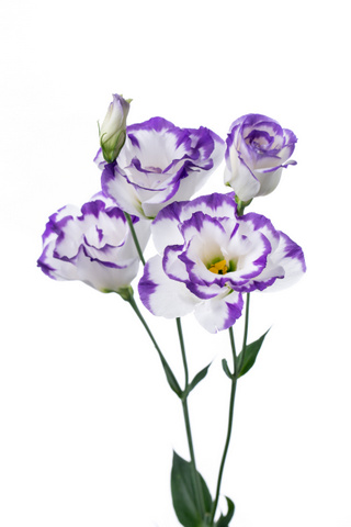 ルル ハナスタが提供する切花の画像検索サイト
