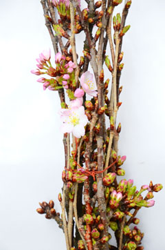 紅吉野桜 ハナスタが提供する切花の画像検索サイト