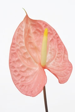 アネケ ハナスタが提供する切花の画像検索サイト