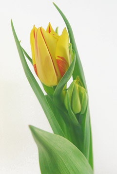 アンジェリケセレクト ハナスタが提供する切花の画像検索サイト