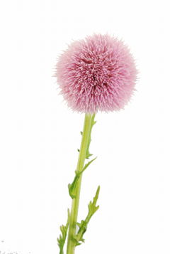 ドイツアザミ ピンク ハナスタが提供する切花の画像検索サイト