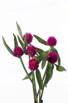 オードリーピンクインプ｜ハナスタが提供する切花の画像検索サイト