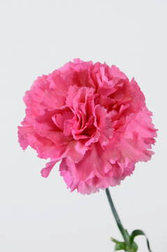 ジュリエットピンク ハナスタが提供する切花の画像検索サイト
