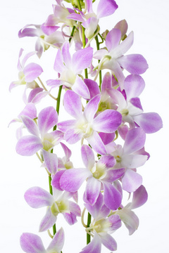 ルーシーピンク ハナスタが提供する切花の画像検索サイト