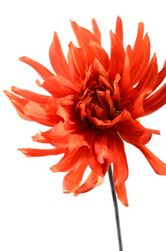 熱唱 ハナスタが提供する切花の画像検索サイト