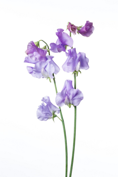 藤香 ハナスタが提供する切花の画像検索サイト