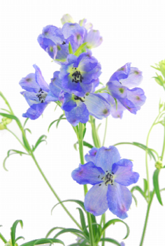 マリンブルーｓｐ ハナスタが提供する切花の画像検索サイト