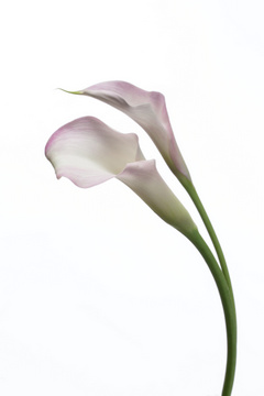 ピンクジャイアント ハナスタが提供する切花の画像検索サイト