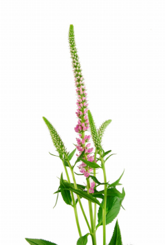 ベロニカ ピンク ハナスタが提供する切花の画像検索サイト