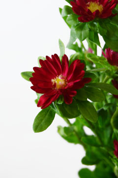 ステラスカーレット ハナスタが提供する切花の画像検索サイト
