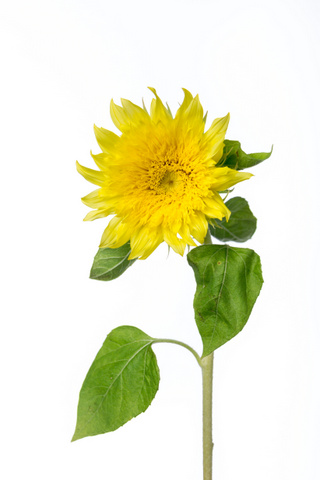 モネのヒマワリ ハナスタが提供する切花の画像検索サイト