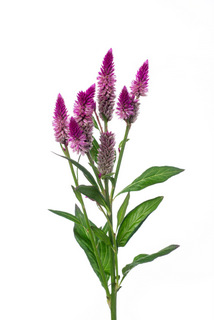 ローズベリーパフェ ハナスタが提供する切花の画像検索サイト