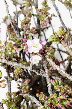 寒桜 ハナスタが提供する切花の画像検索サイト