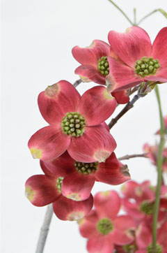 ハナミズキ 赤 ハナスタが提供する切花の画像検索サイト
